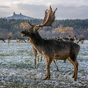 foto z instagramu daňci Borecké skály
