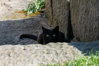 Zvířata - foto č.10
