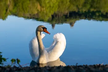 Labutě - foto č.1