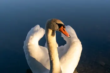 Labutě - foto č.5