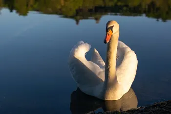 Labutě - foto č.6