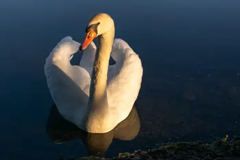 Labutě - foto č.7
