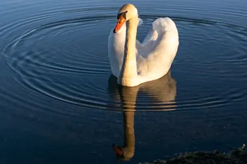 Labutě - foto č.9